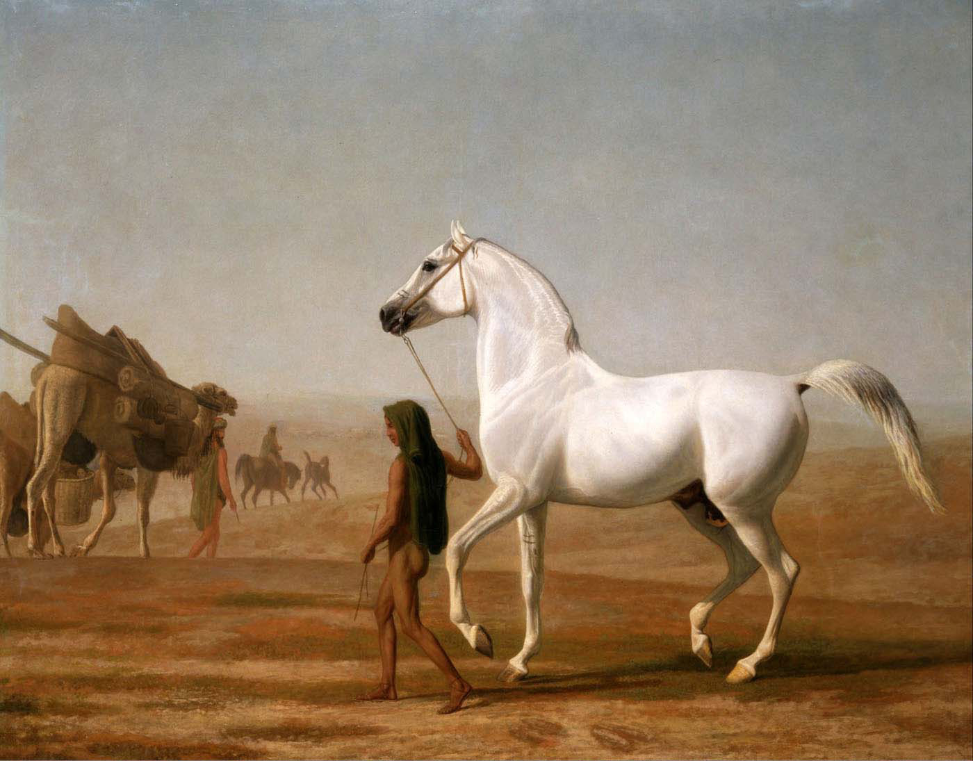 the wellesley grey arabian led through the desert